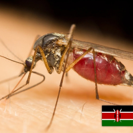 Komary w Kenii