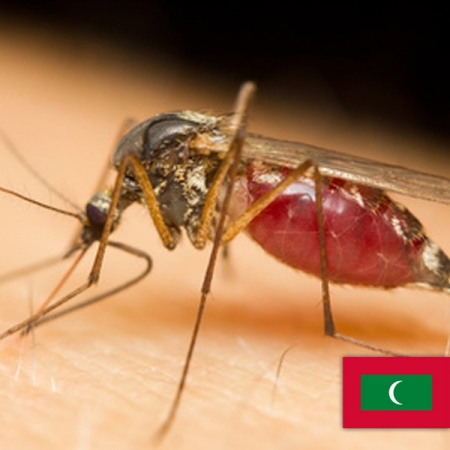 Komary na Malediwach