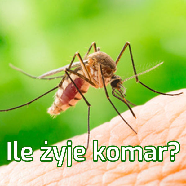 Ile żyje komar?