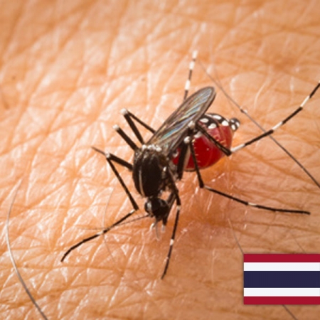 Komary w Tajlandii